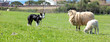 Border Collie Sheep Dog