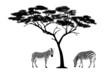 zebras under the tree illustration