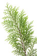 Thuja branch macro Thuja branch macro