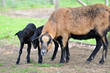 Brebis du mouton du Cameroun avec deux agneaux noirs Brebis du mouton du Cameroun avec deux agneaux noirs