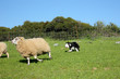 Border Collie Sheep Dog Border Collie Sheep Dog