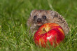 Igel