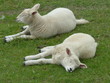 deichschlaf