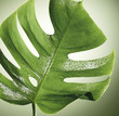 Foto: Monstera Monstera