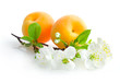 apricots