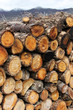 timber