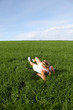 Beautiful woman doing fitness exercises in nature