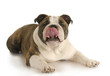 dog licking lips