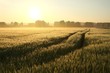 Sunrise over a field with dirt road leading toward the horizon