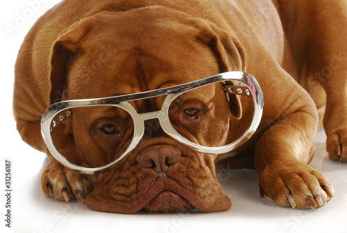Photo: dog wearing glasses dog wearing glasses