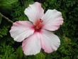 Hibiskusblüte
