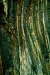 Bark of Pine Tree