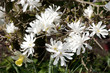 Magnolia Stellata with lone daffodil Magnolia Stellata with lone daffodil