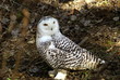 Foto: Schnee eule Schnee eule