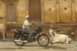 Photo: Vache sacrée dans la rue - Inde Vache sacrée dans la rue - Inde
