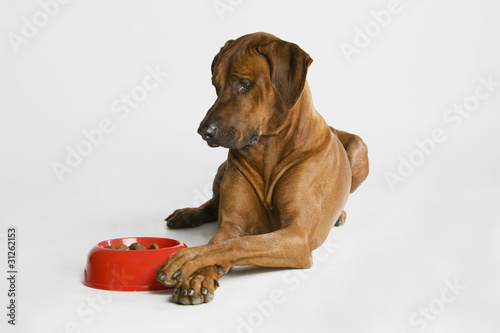 Foto: Hund beobachtet sein Futter Hund beobachtet sein Futter