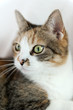 Domestic cat looking attentively aside Domestic cat looking attentively aside