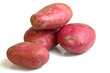 Foto: Desiree potato Desiree potato