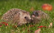 Igel