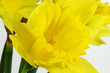 Yellow Daffodil with water drops in bloom macro photo. Yellow Daffodil with water drops in bloom macro photo.