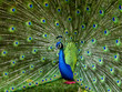 Peacock with Feathers Out