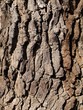 close up of hornbeam tree bark