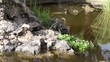 Video: Tortuga en lago Tortuga en lago