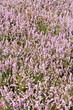 Heather Flowers