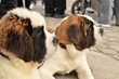 Saint Bernard