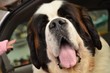 Saint Bernard