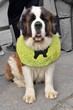 Saint Bernard