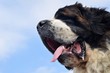Saint Bernard