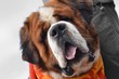 Saint Bernard