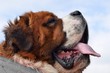 Saint Bernard