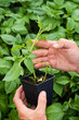 Potato Plant from Tissue Culture