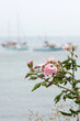 Roses with fishing boats on background in Camden, Maine