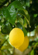 Lemon Tree Branch In The Rain Lemon Tree Branch In The Rain
