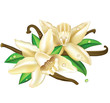 vanilla flowers