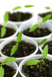 sprout green pepper