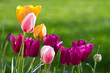 Tulipe x 12