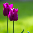 Tulipe x 2