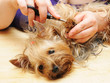 Grooming