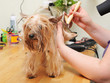 Grooming