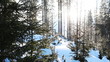 Winter forest