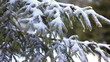 Snowy Fir Tree