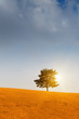 Tree and sunset