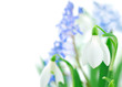 Spring flowers background