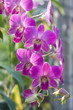 pink orchid pink orchid