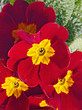 Red primrose detail Red primrose detail