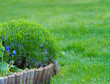 Buxus